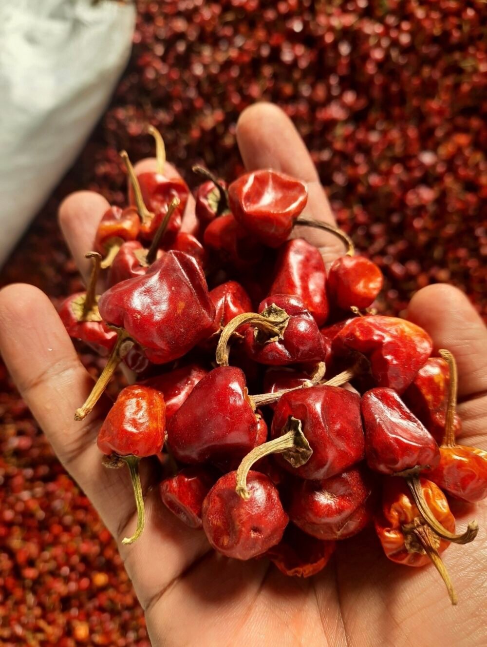 Munda Chilli - Image 3